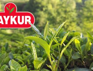 Çaykur Üretici Bilgi Sorgulama