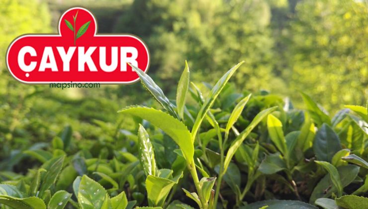 Çaykur Üretici Bilgi Sorgulama